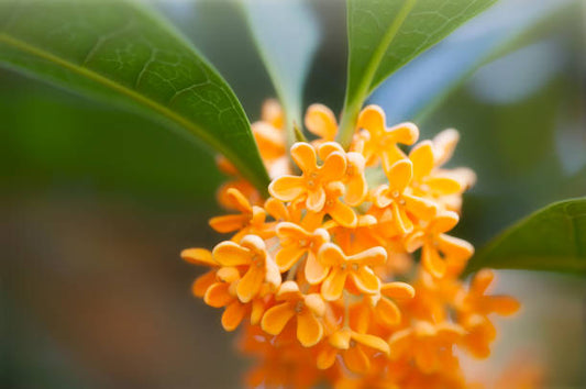 The Science Behind Osmanthus — A Golden Elixir for Calm and Anti-Aging